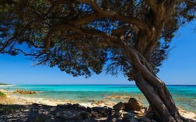 La Ginestra
